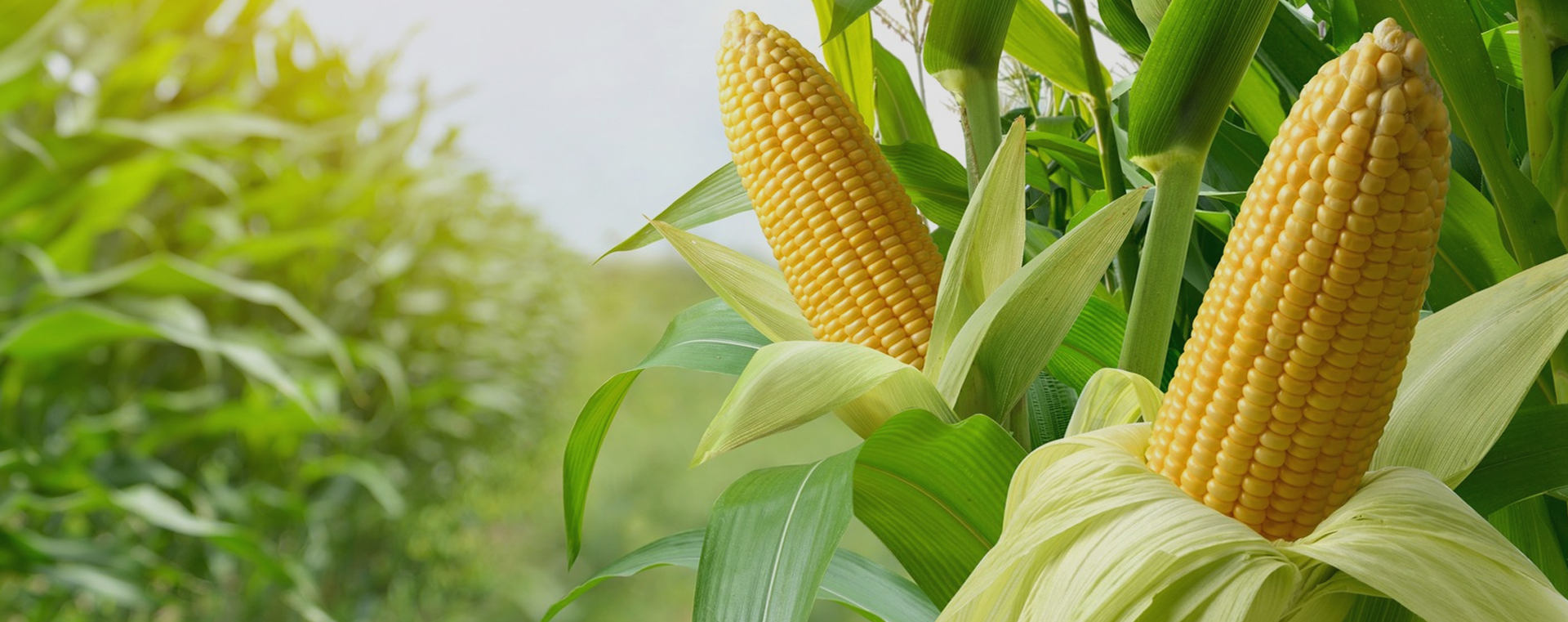 首页| 今年会·jnh中国官方网站